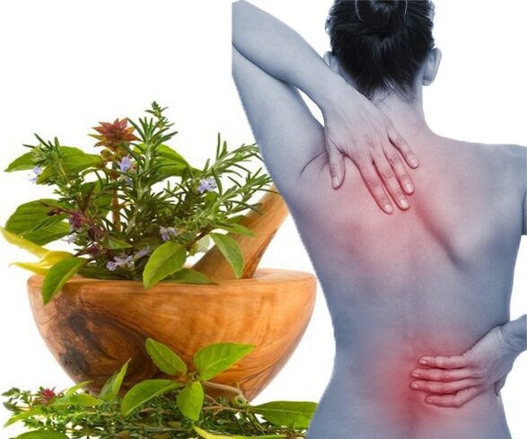 For the treatment of lumbar osteochondrosis at home, medicinal herbs are used